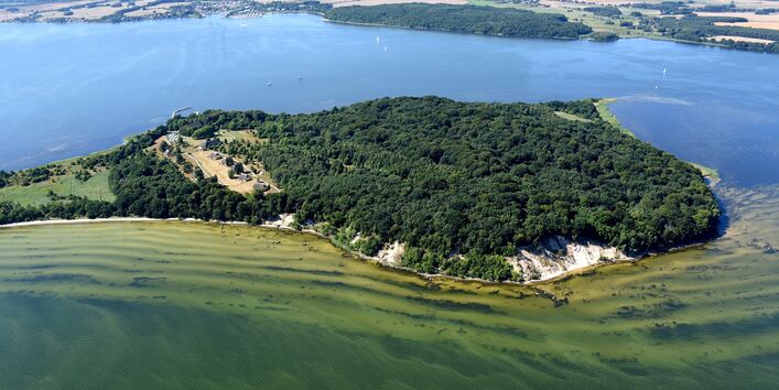 Algen bilden grüne Schlieren in einem Gewässer