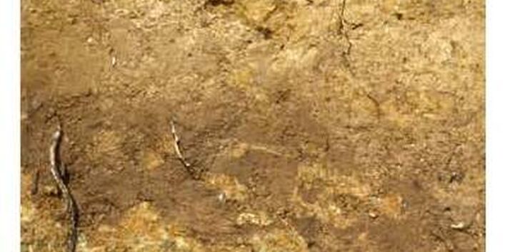 Vorderseite des Faltblatts "Boden des Jahres 2014 Weinbergsboden" mit einem Foto eines vertikalen Schnitts durch einen Boden, es sind verschiedene Horizonte zu sehen