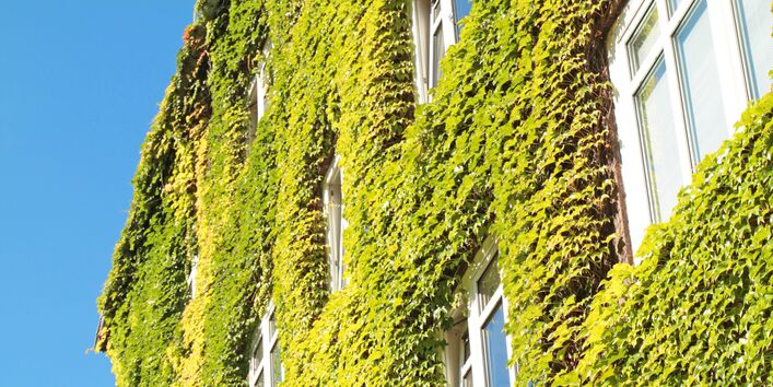 Fassadenbegrünung an einem mehrstöckigen Wohnhaus