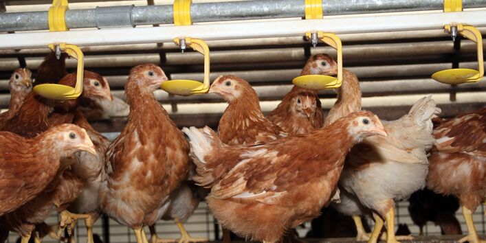 Hühner dicht gedrängt auf einem Metallrost trinken oder essen aus Vorrichtungen