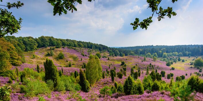 Heidelandschaft mit blühenden Heidepflanzen