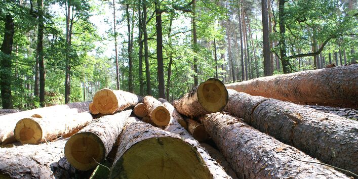 ein Stapel Baumstämme im Wald