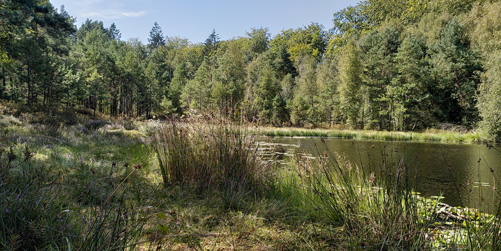 Moor mit Moosen, Binsen, Wald und einem Gewässer