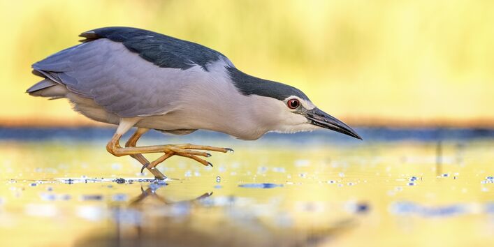 ein grau-schwarzer Vogel mit langen Beinen und langem Schnabel läuft in geduckter Haltung durchs Wasser.