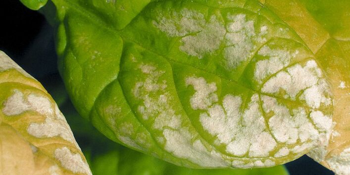 Spinatblätter, die zum Teil weiß oder gelb verfärbt sind