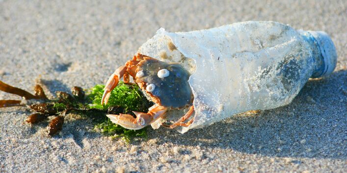 am Strand liegt eine leere, kaputte Plastikflasche, in der eine Krabbe sitzt