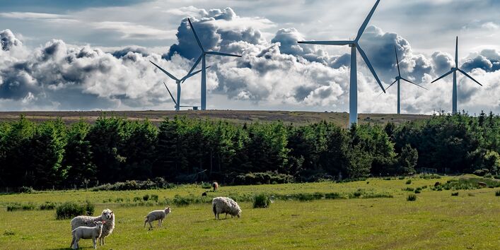 Windktaftenlagen und Schafe auf einer Weide