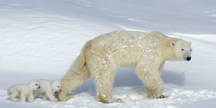 Eisbären mit Jungen