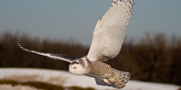 Schneeeule im Flug