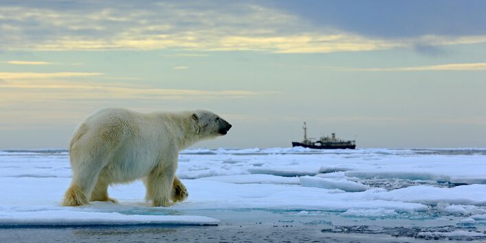 Vorbeilaufender Eisbär auf dem Packeis, im Hintergrund ein Eisbrecher