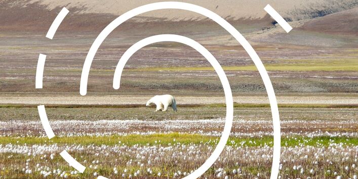 Ein Eisbär in der kanadischen Hocharktis im Frühling. Über dem Foto liegt eine grafische Spirale als Symbol für die Ausstellung "Arktische Spirale".