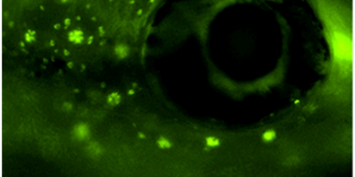 Die linienhaft angeordneten Neuromasten heben sich grün leuchtend vom schwarzen Hintergrund ab.