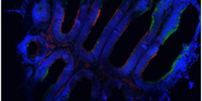 Die kurvig angeordneten olfaktorischen Epithel heben sich leuchtend blau vom schwarzen Hintergrund ab.