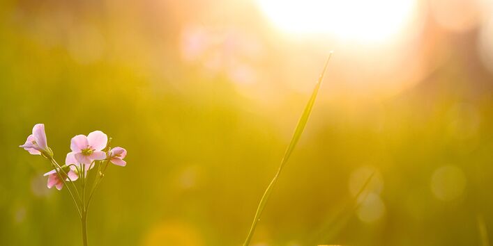 Blumenwiese auf die die Sonne scheint