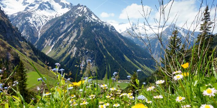Alpen mit Wiese im Vordergrund
