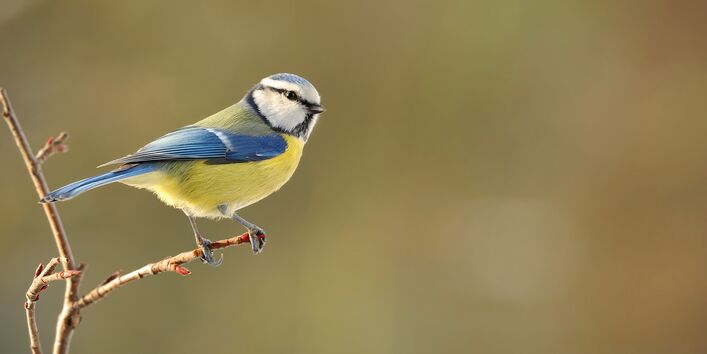 Blaumeise auf einem Ästchen