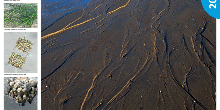 Cover Poster Gewässertyp des Jahres 2015