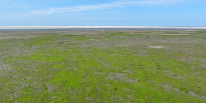 Grünalgenbewachsene Wattfläche auf Langeoog