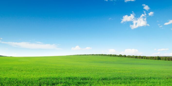 Grünes Getreidefeld, im Hintergrund Wald, blauer Himmel