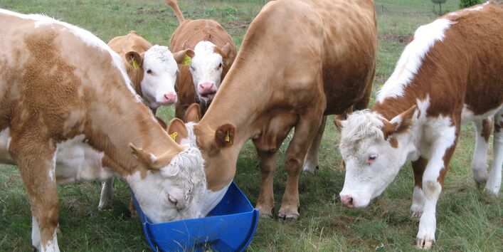 cows