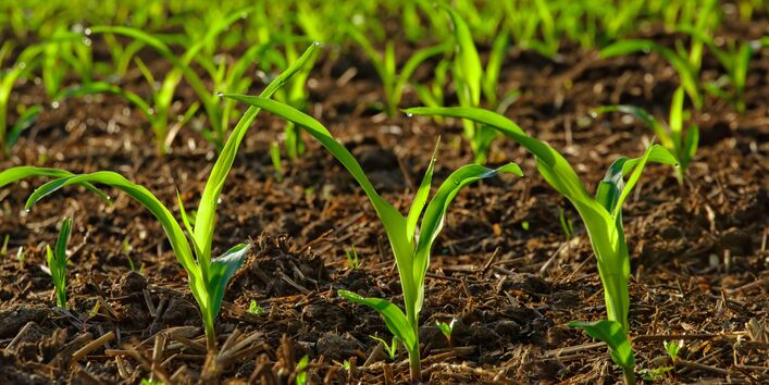Junge Maispflanzen