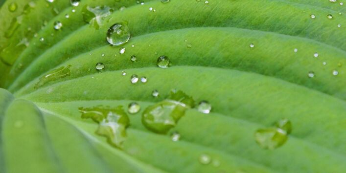 grünes Blatt mit Lotuseffekt