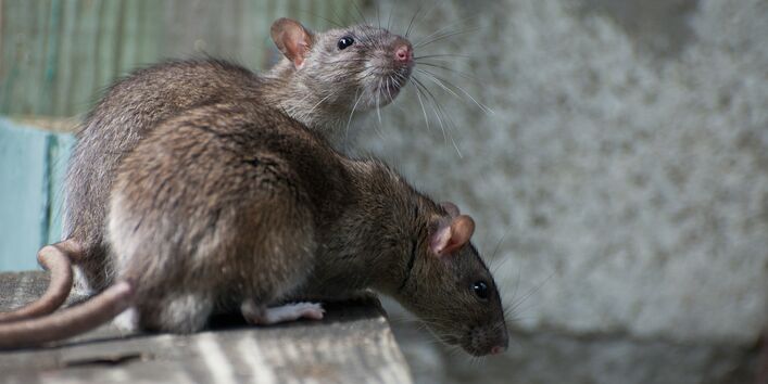 zwei Ratten
