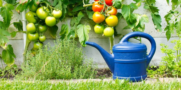 Tomatenpflanzen mit Gießkanne