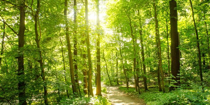 Sonnendurchfluteter Wald mit Weg
