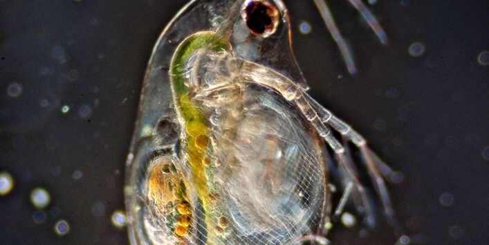 Wasserfloh in vergrößerter Aufnahme