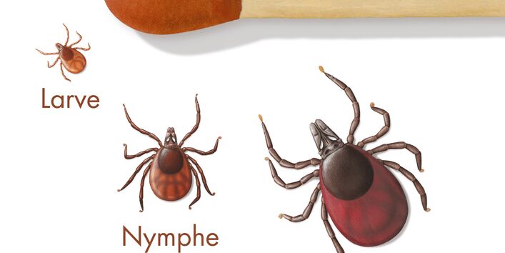 Erwachsene Zecken sind so groß wie eine Streichholzkuppe, Nymphe und Larve dagegen kleiner