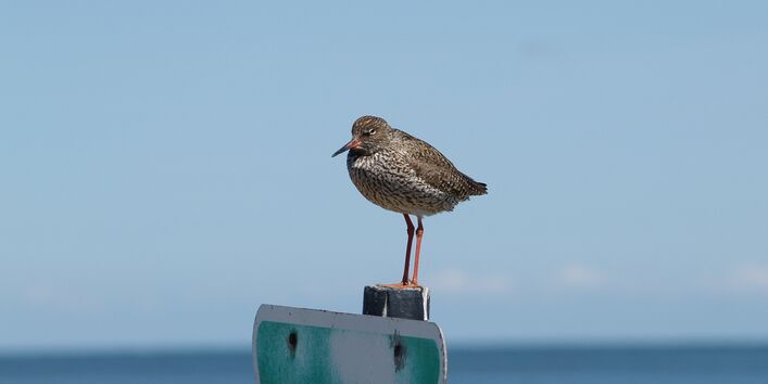 Rotschenkel sitzt auf Pfosten im Wattenmeer mit Hinweisschild "Naturschutzgebiet".