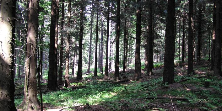 Lichtung in Fichtenforst, in den die Sonne scheint.