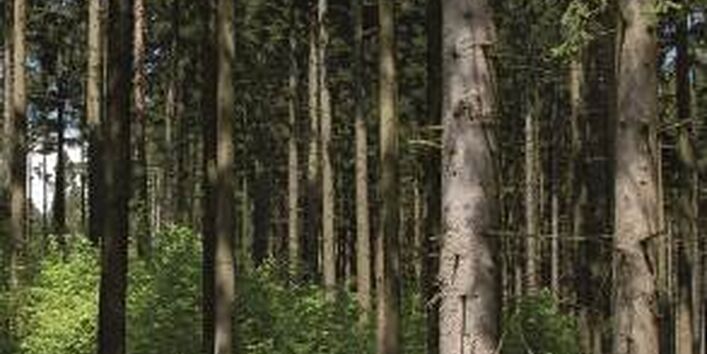 Unterpflanzung im Fichtenforst.