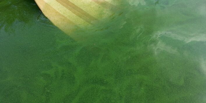 Paddel taucht in Wasser mit starker Blaualgenentwicklung ein.