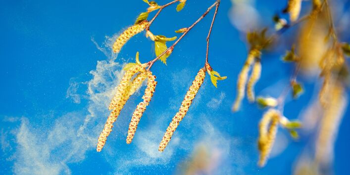 Nahaufnahme von Birkenblüten mit verdriftenden Birkenpollen vor blauem Himmel.