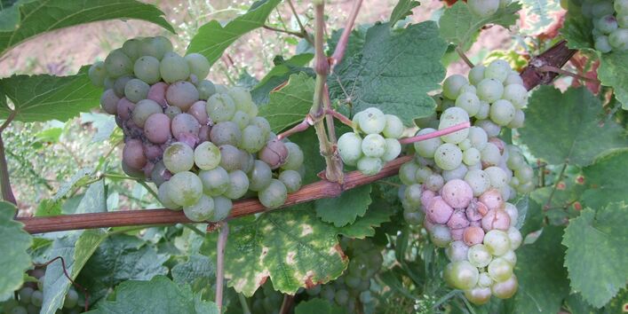 Ungeerntete Trauben der Weiße Riesling Weinrebe am Weinstock.