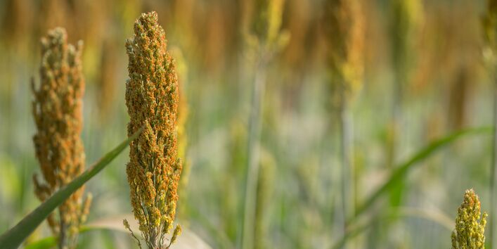 Frucht der Hirsepflanze.