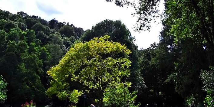 Parklandschaft mit Bank.