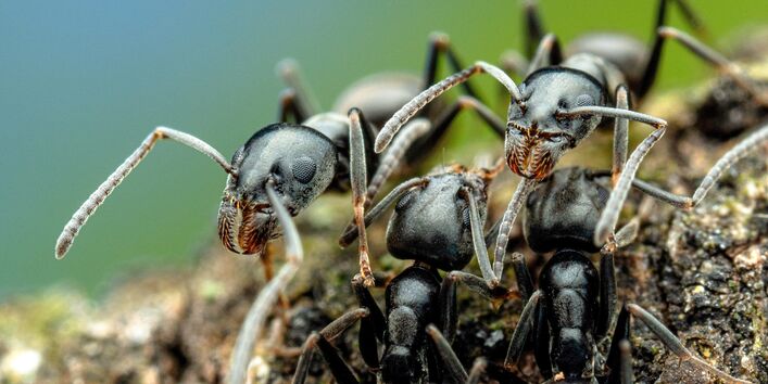 mehrere Arbeiterinnen der Großen Drüsenameise