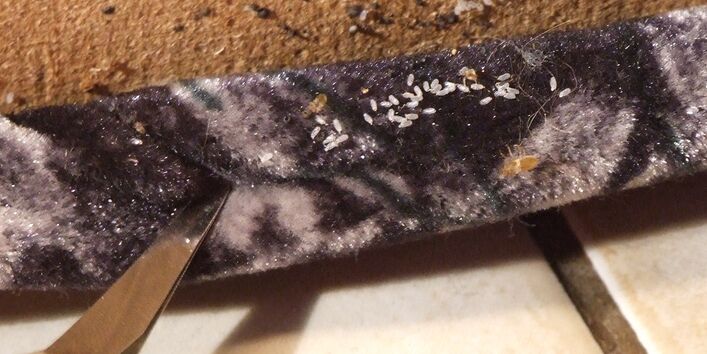 unterschiedliche Entwicklungsstadien von Bettwanzen befinden sich hinter einer Teppichleiste