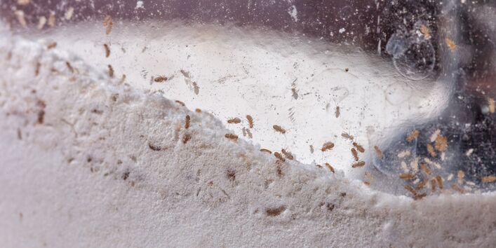 kleine, barune Läuse in einem Glas mit Mehl