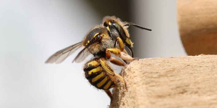 Garten-Wollbiene
