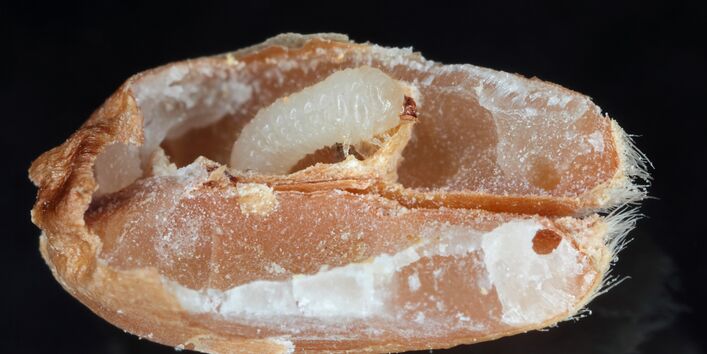 ausgehöhltes Korn mit Käferlarve