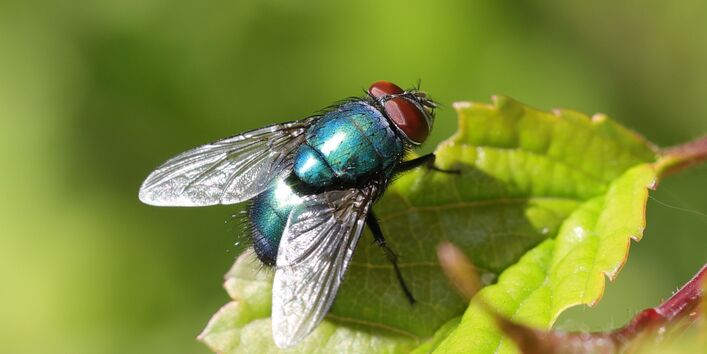 Goldfliege, grün schillernd, sitzt auf einem Blatt
