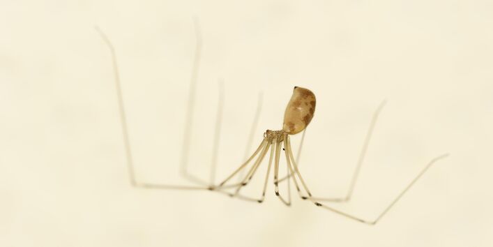 eine Spinne hängt an einer weißen Decke