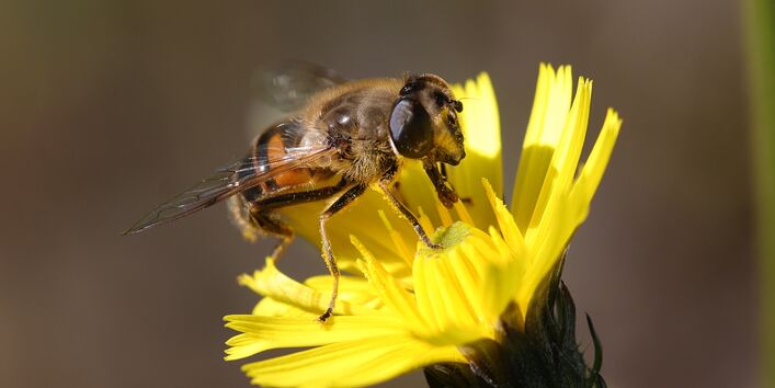 Mistbeine sitzt auf eine gelben Blüte