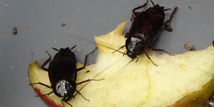 zwei Orientalische Schaben fressen an einem Stück Apfel