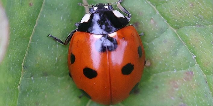 ein Marienkäfer sitzt auf einer Blüte