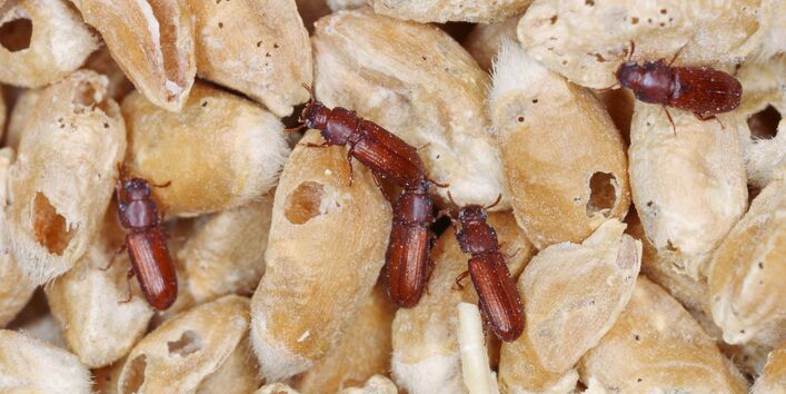 kleine braune Käfer krabbeln auf angefressenen Getreidekörnern